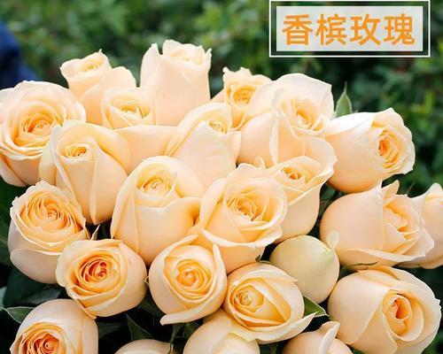 十一朵香槟玫瑰代表了什么意义？