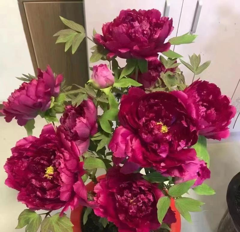 牡丹花仅剩树杆如何存活？正确的养护方法是什么？