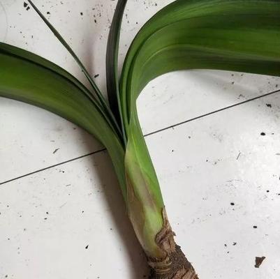 君子兰养成桩的养护技巧有哪些？