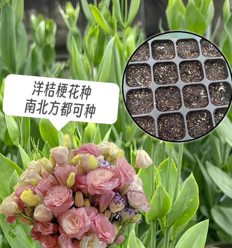 桔梗花花语是什么？两个字能概括吗？