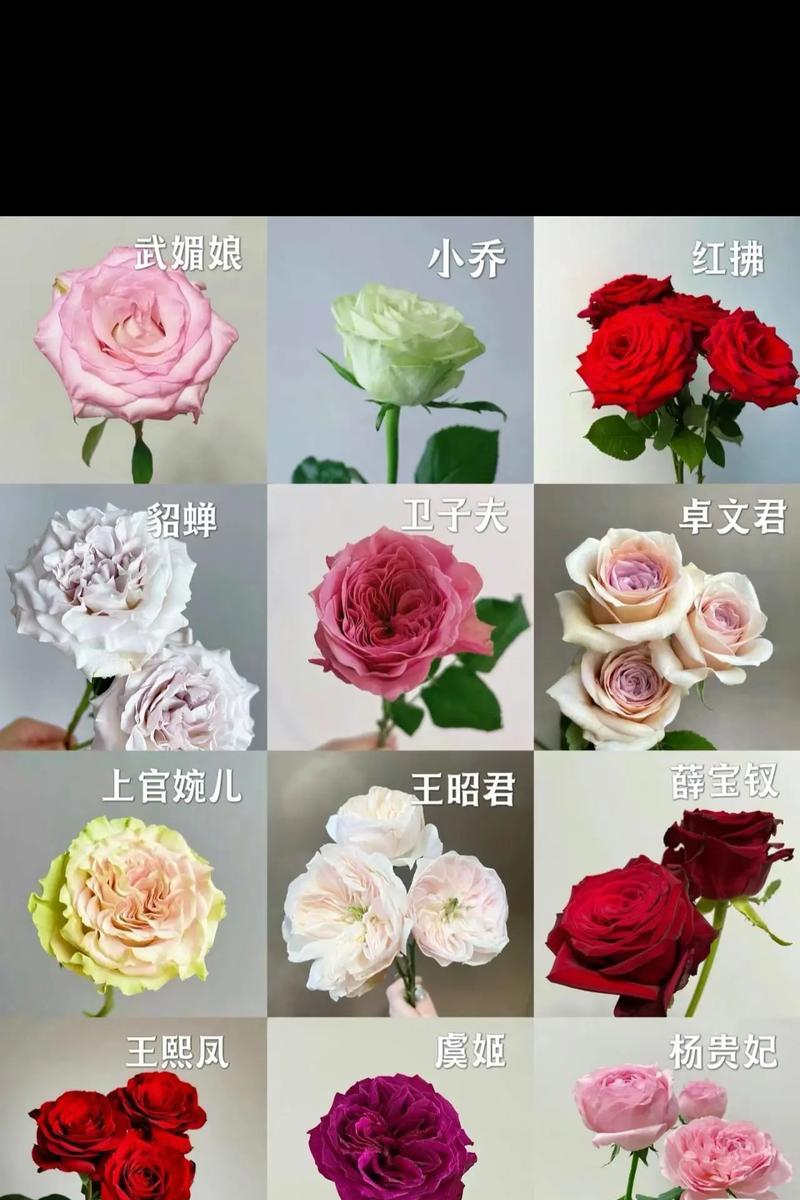 花店常见的玫瑰花品种有哪些？