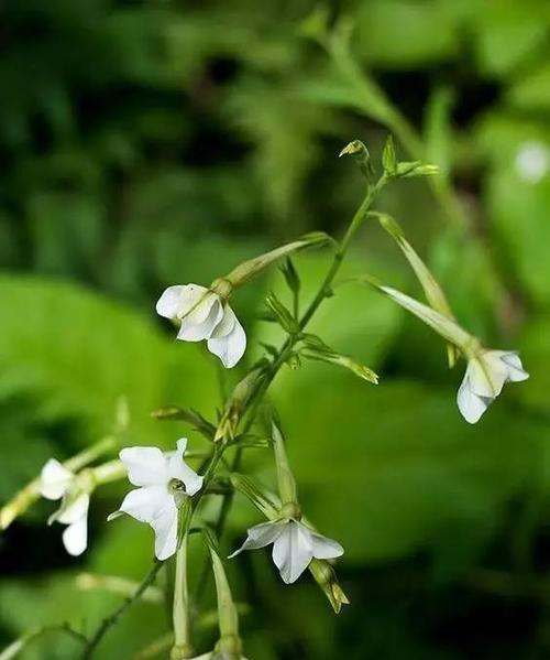 草原烟的花语是什么呢？草原烟代表什么？