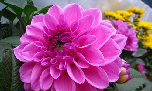草原烟的花语是什么呢？草原烟代表什么？