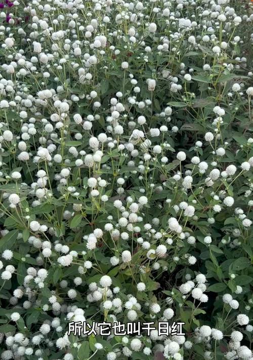 红水晶代表什么？它的花语和寓意有哪些？