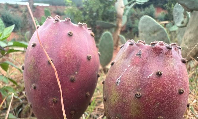 仙人掌果种植片如何正确种植？需要哪些步骤？