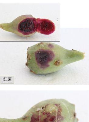 仙人掌果种植片如何正确种植？需要哪些步骤？
