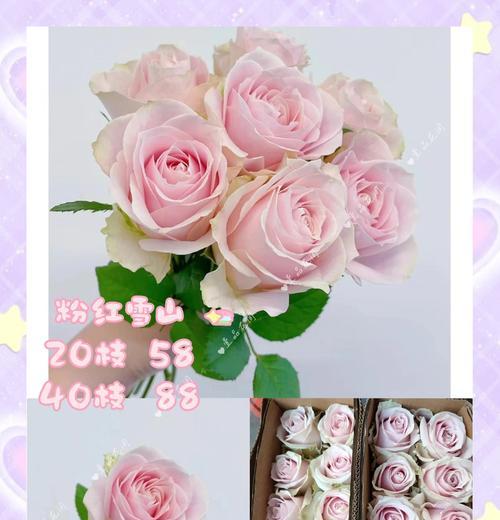 玫瑰花怎么养活？如何保持花朵鲜艳？