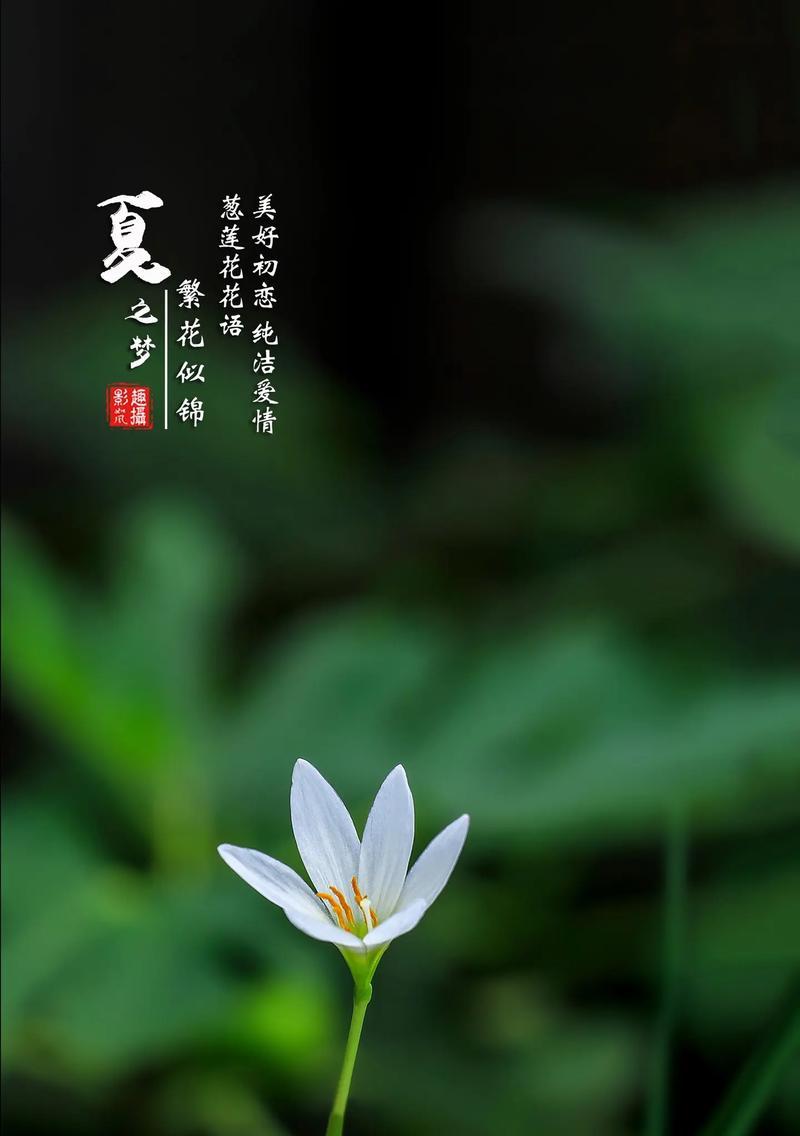 莲花的花语有哪些深层含义？