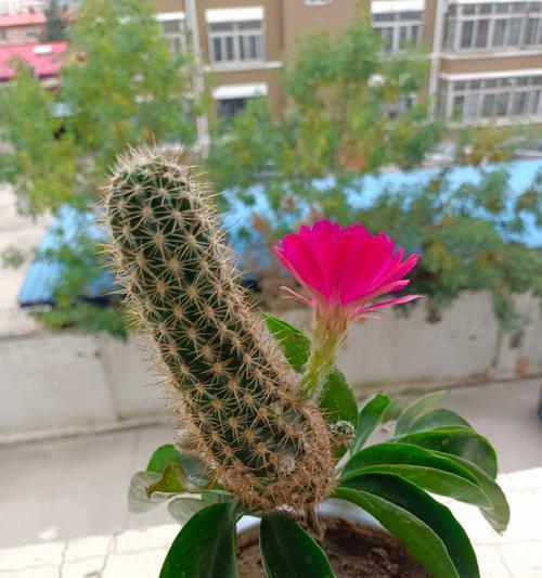 仙人球像树枝的品种是什么？如何分辨？