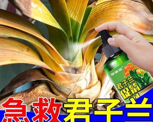 君子兰孕花箭养护技巧有哪些？