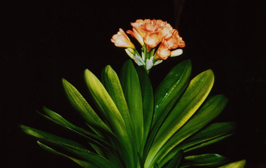 君子兰孕花箭养护技巧有哪些？