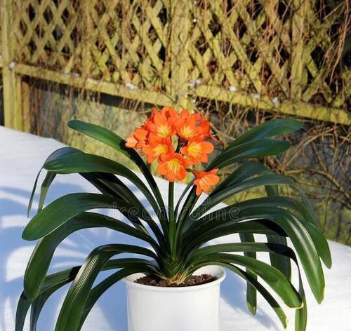 君子兰孕花箭养护技巧有哪些？