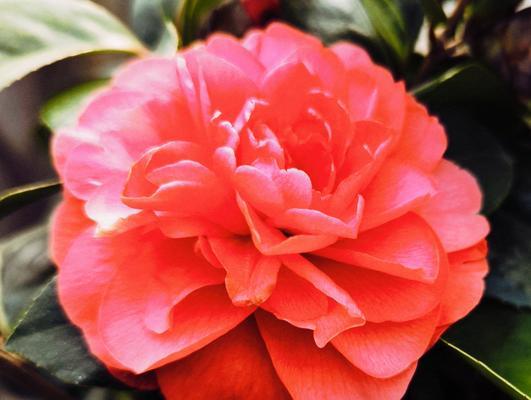 清菊的花语是什么？它代表了哪种精神？