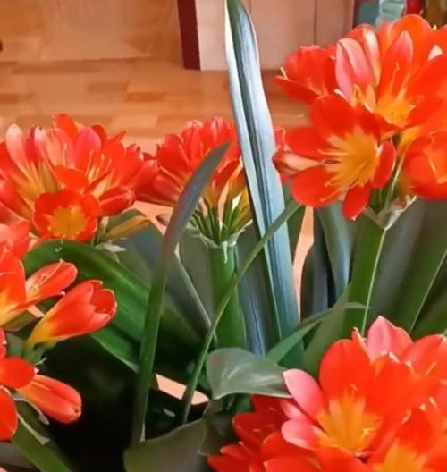 君子兰什么时间可种植成活率高？最佳种植时间是什么时候？