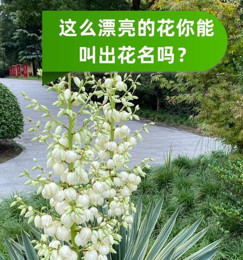 清菊的花语是什么？它代表了哪种精神？