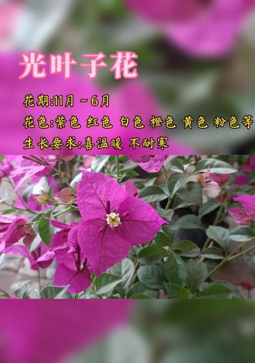 清菊的花语是什么？它代表了哪种精神？