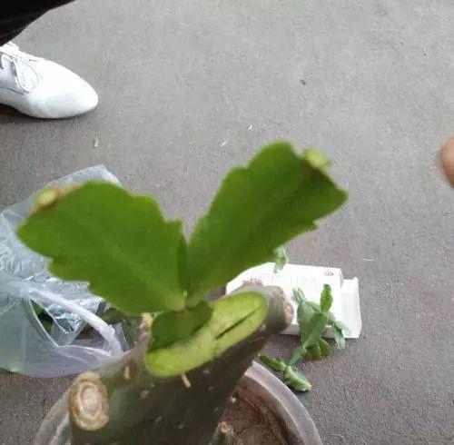 仙人掌授粉制作盆景的方法是什么？步骤有哪些？