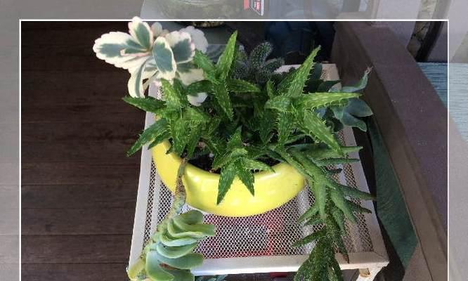 仙人掌授粉制作盆景的方法是什么？步骤有哪些？