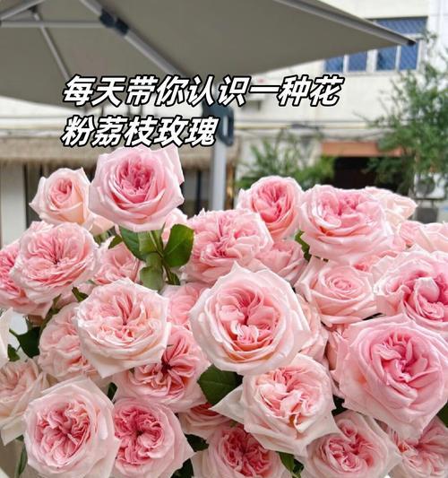 粉色表白花语传递了什么信息？它的含义是什么？