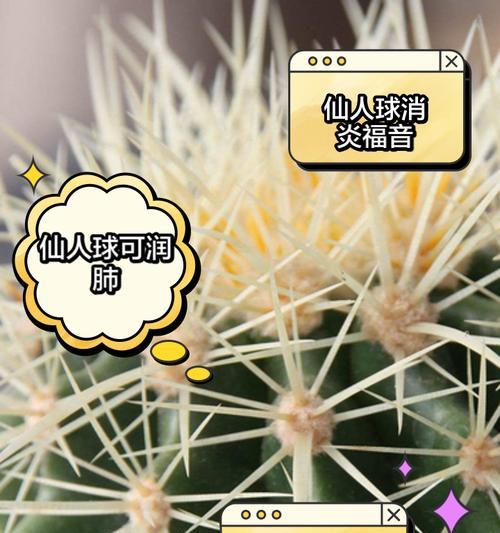 白毛彩草仙人球的养殖方法有哪些？