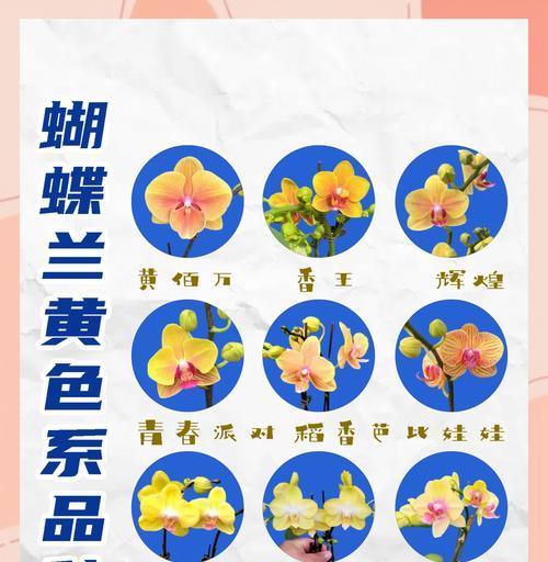 公园里的花语是什么？如何在慢生活中欣赏它们？