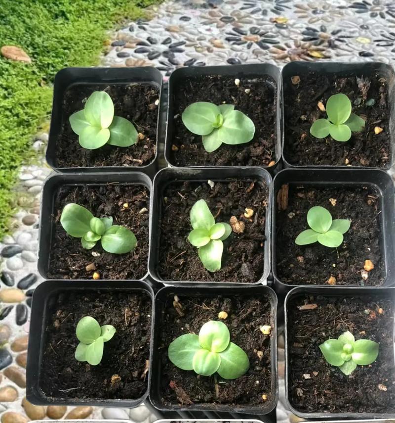 公园里的花语是什么？如何在慢生活中欣赏它们？