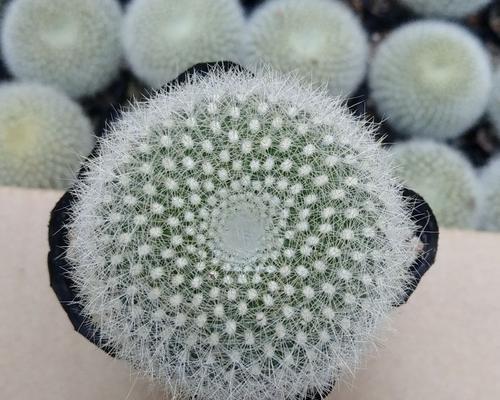 白毛彩草仙人球的养殖方法有哪些？