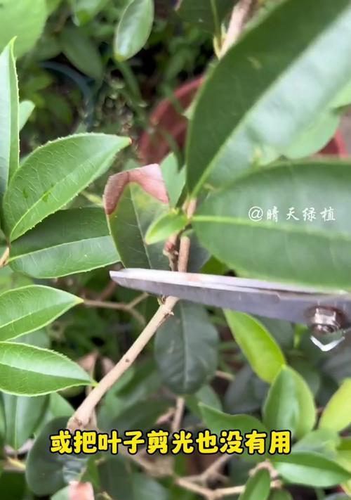 君子兰黄叶子怎么办？