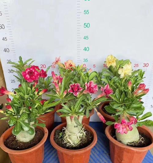 玫瑰花的新生长周期通常需要多少天？