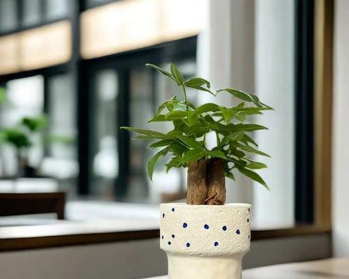 水泥风仙人掌的种植方法是什么？需要注意什么？