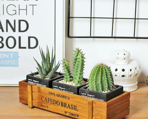 水泥风仙人掌的种植方法是什么？需要注意什么？