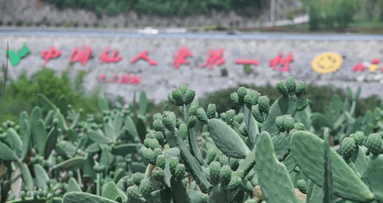 水泥风仙人掌的种植方法是什么？需要注意什么？