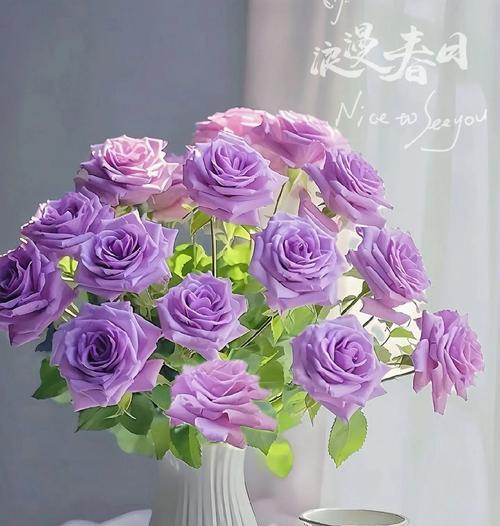 海洋之心玫瑰的花语有何含义？