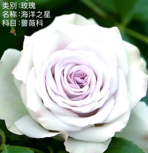 海洋之心玫瑰的花语有何含义？