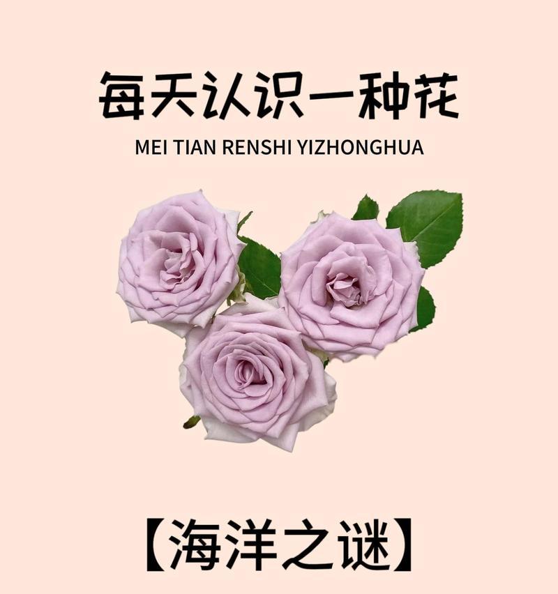 海洋之心玫瑰的花语有何含义？