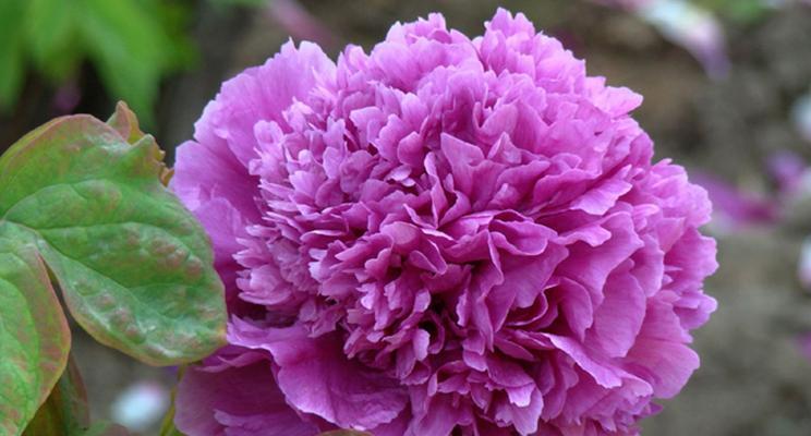 紫色牡丹花苞的特点是什么？如何形容其美丽？