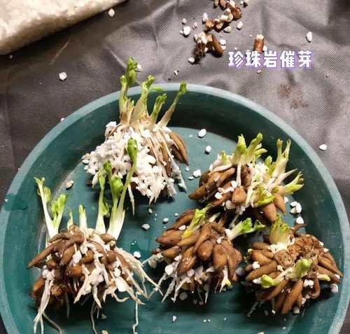 两颗君子兰同盆种植的养护技巧是什么？