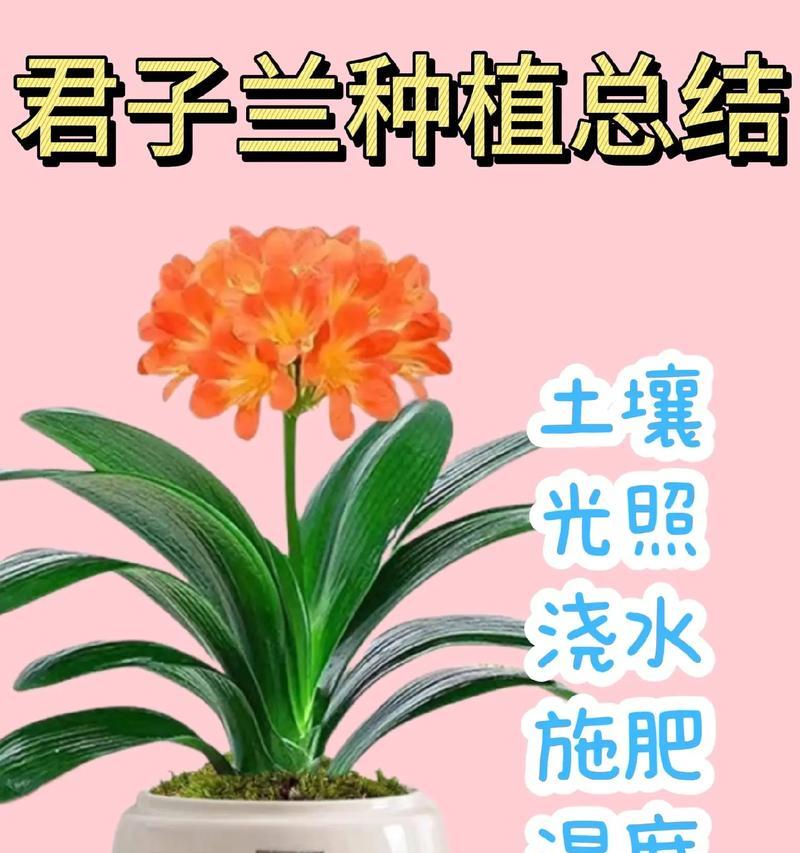 两颗君子兰同盆种植的养护技巧是什么？