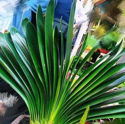 君子兰叶子开白色花是什么品种？如何区分？
