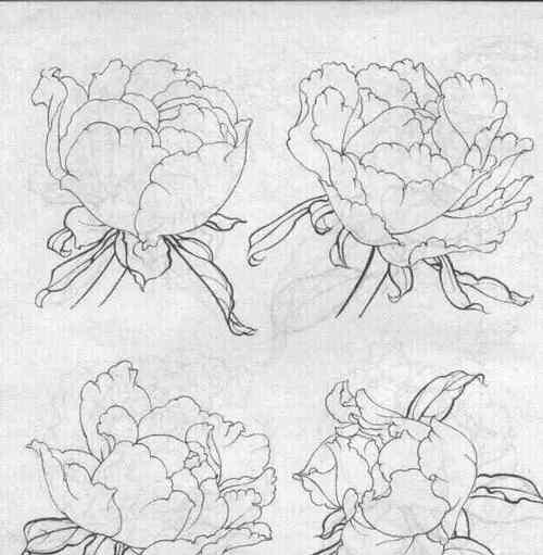 牡丹花苞的选择标准是什么？