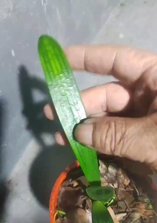 君子兰纯技师好养吗怎么养？养护技巧有哪些？
