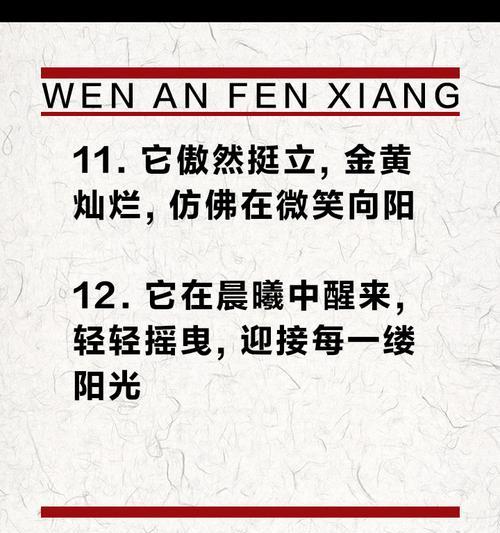 冬日向日葵的花语有何特别之处？