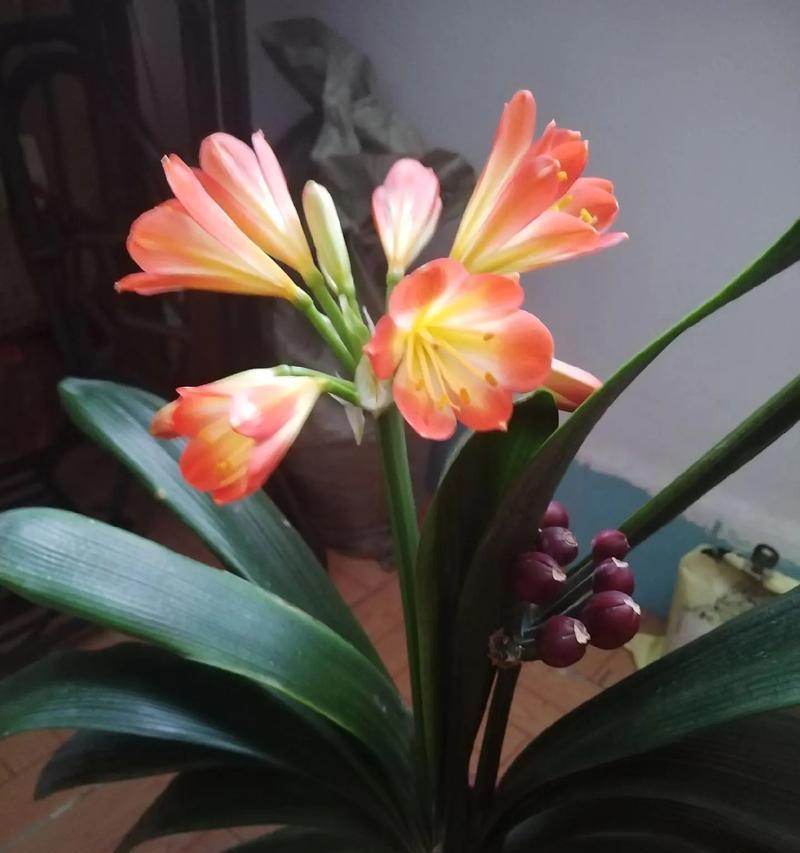 君子兰种子播种多久开花？播种到开花的整个过程是怎样的？