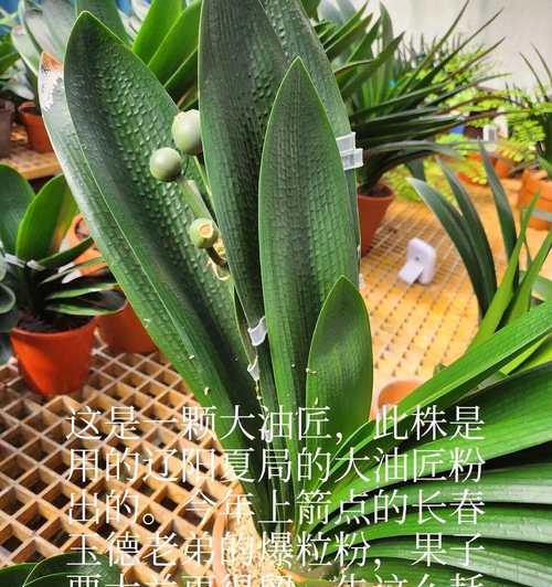 君子兰种子播种多久开花？播种到开花的整个过程是怎样的？