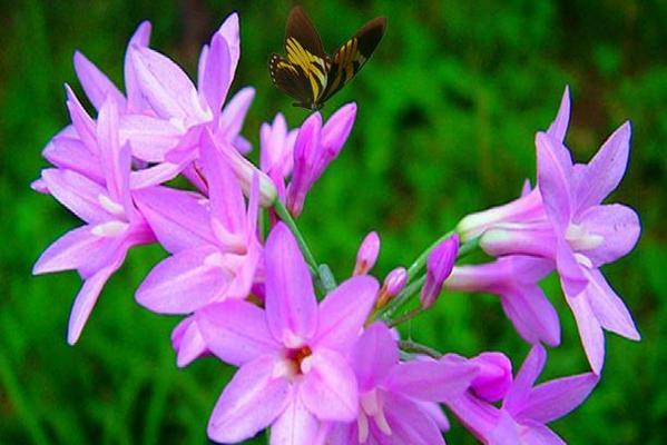 紫色梗结花的花语大全是什么？紫色梗结花代表什么？