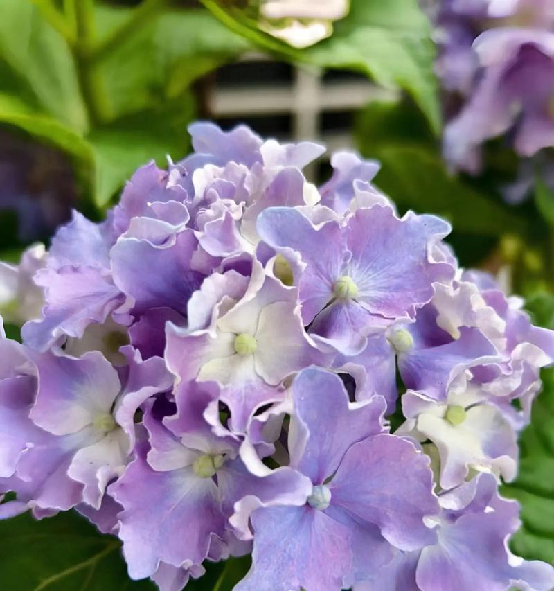 紫色梗结花的花语大全是什么？紫色梗结花代表什么？