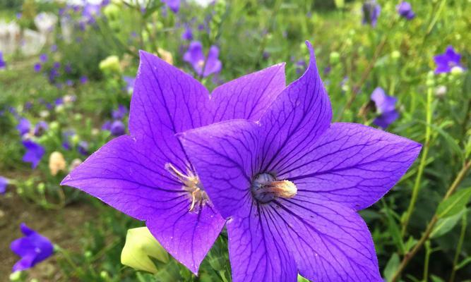 紫色梗结花的花语大全是什么？紫色梗结花代表什么？
