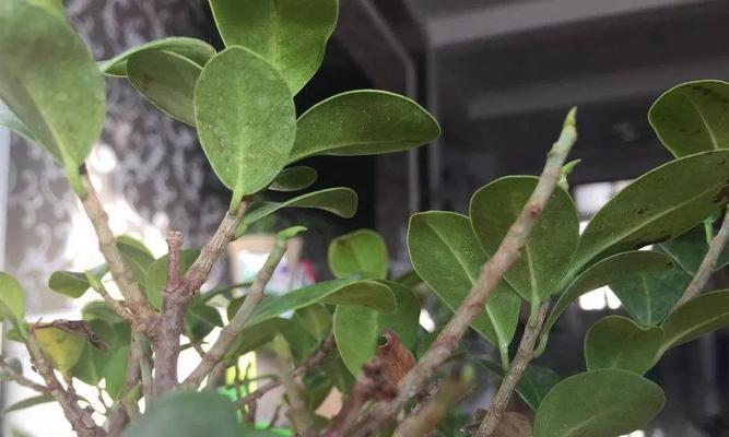 冻伤的仙人掌如何恢复并防止不发芽？