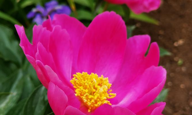 牡丹花朝下大花瓣的成因及处理方法是什么？