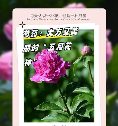 哪种花的花语是？花语通常表达什么情感？